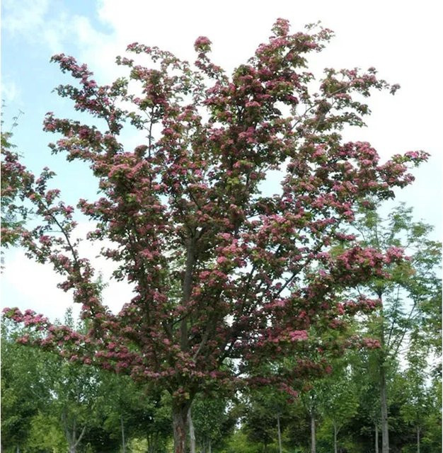 Kaskaden Rotdorn Crimson Cloud Crataegus laevigata Höhe: 100-125 cm - Bild 1