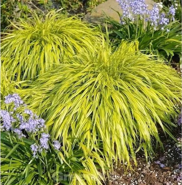 Japanisches Berggras Hakonechloa macra All Gold in Gold/Gelb von Nr-01.de - Bild 1