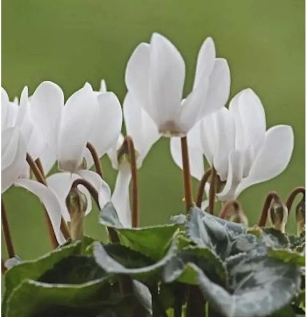 Herbst Alpenveilchen Ice Pure White Cyclamen hederifolium in Weiß - Bild 1
