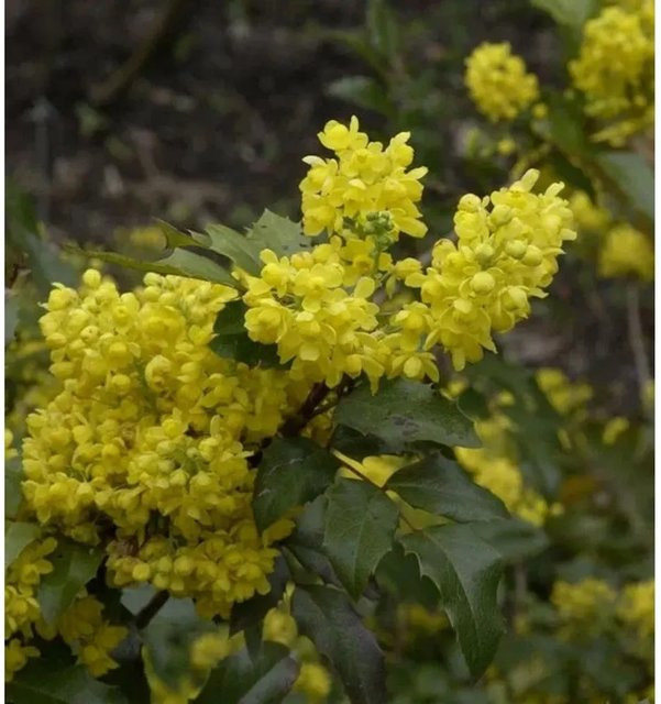 Mahonia aquifolium Strauch mit gelben und purpurschwarzen Blüten für deinen Garten, Höhe: 30-40 cm - Bild 1