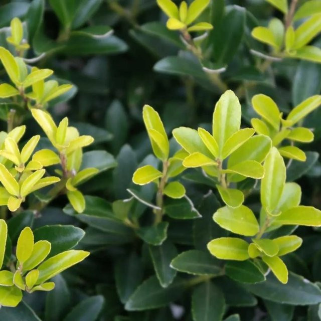 Arborix Japanische Stechpalme Caroline Upright Ilex crenata, grüne Heckenpflanze im Container, 40 bis 60 cm Höhe - Bild 1