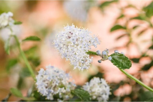 Ceanothus Thyrsiflorus Repens Kriechender Kalifornischer Flieder von Pflanzen für dich, Höhe: 40–60 cm - Bild 1