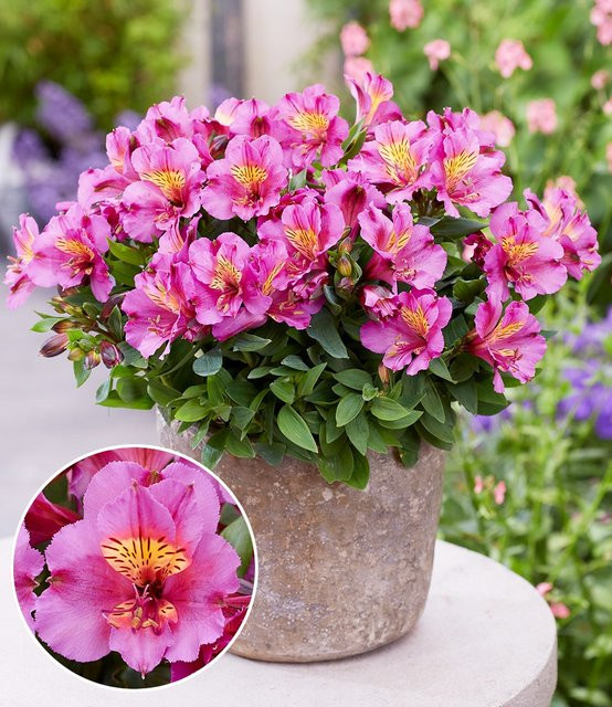 Winterharte Alstromeria Incalys Purple im 12 cm XL-Topf - Bild 1