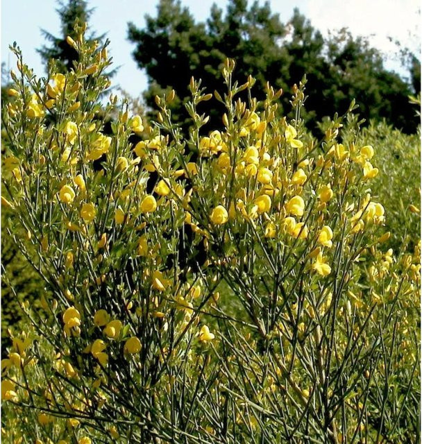 Duftender Kriechginster Cytisus beanii gelb als Bodendecker, Höhe: 20-25 cm - Bild 1