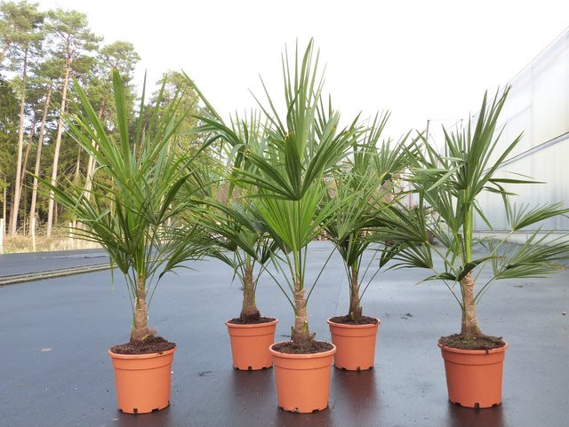 Trachycarpus fortunei Hanfpalme, winterhart bis -18°C, Höhe: 130-160 cm - Bild 1