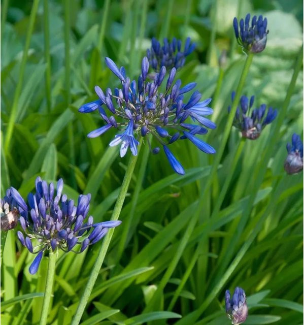 Agapanthus africanus Black Buddha Liebesblume Schmucklilie in Schwarz - Bild 1