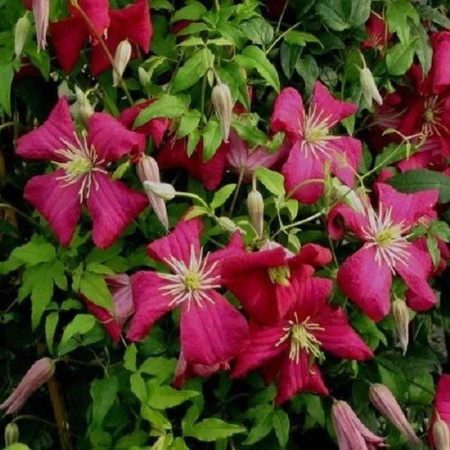 Arborix Clematis Waldrebe Madame Julie Correvon rot blühend im Container