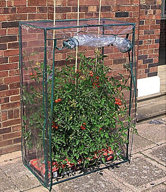 Tomaten-Gewächshaus 100 x 50 x 150 cm (H x B x T) - Bild 1