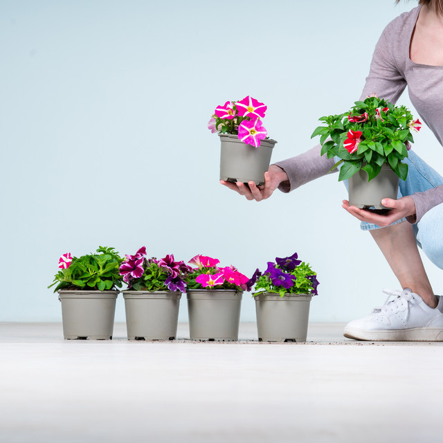 Petunien Peppy Mix von BLUME2000, 6 Stück mehrfarbige Beetpflanzen für deinen Balkon - Bild 1
