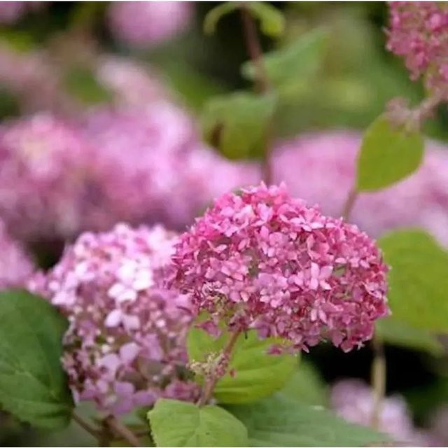 Ballhortensie Annabelle Pink Hydrangea arborescens von Nr-01.de - Bild 1