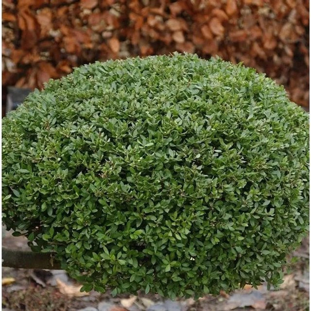 Kugelschnitt Japanische Stechpalme Ilex crenata Buxbol in Grün, Höhe: 25 cm - Bild 1