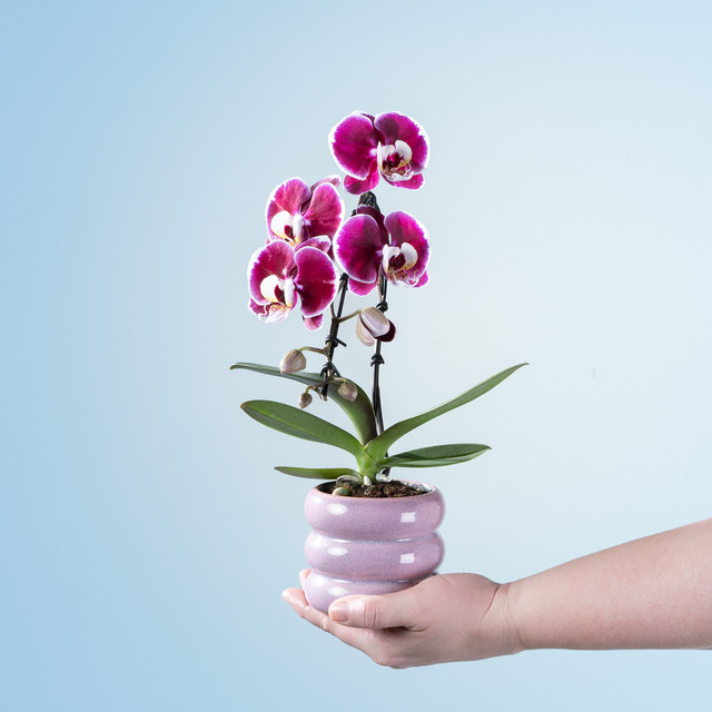 Phalaenopsis Orchidee von BLUME2000 mit Übertopf - Bild 1