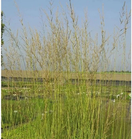 Molinia arundinacea Riesen-Pfeifengras als mehrjährige Zierpflanze für deinen Garten in Grün und Goldgelb