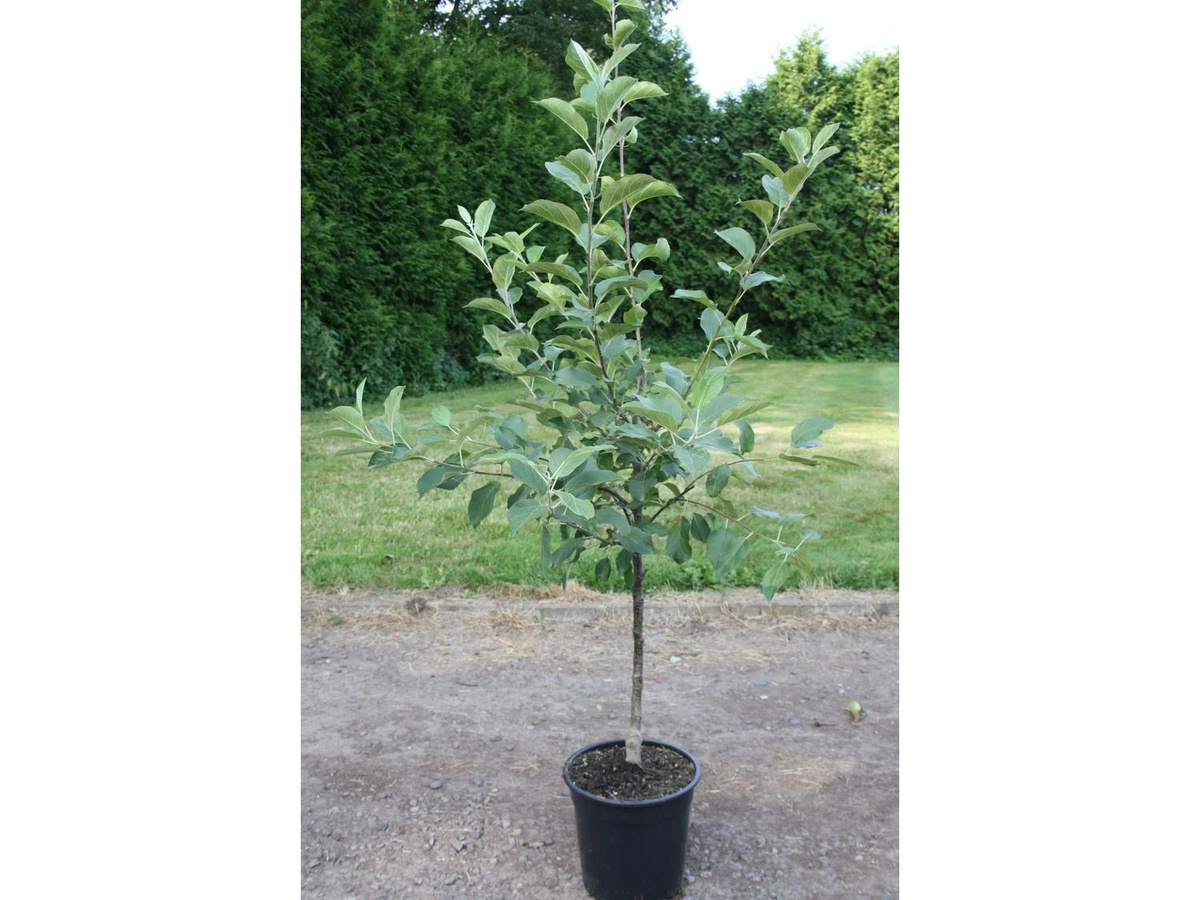 Apfelbaum Set mit 2 Sorten Alkmene und James Grieve, süß-säuerlich, Wuchshöhe: 300 - 400 cm - Bild 4