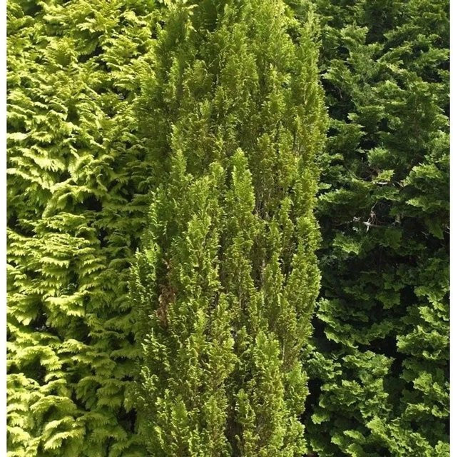 Kegelzypresse Ellwoodii Gold Chamaecyparis lawsoniana in Gold und Grün, Höhe: 25-30 cm - Bild 1
