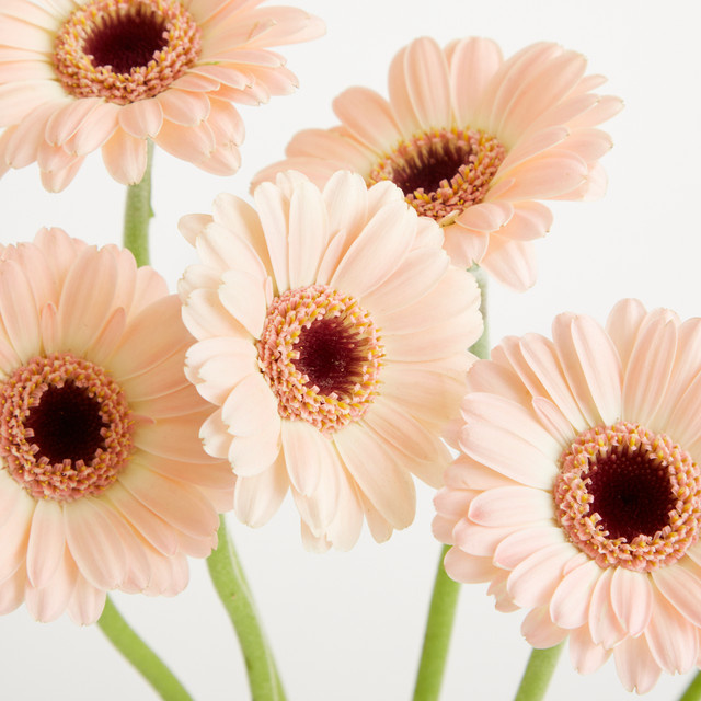 Blume2000 Gerbera Orange Bunch - Bild 1