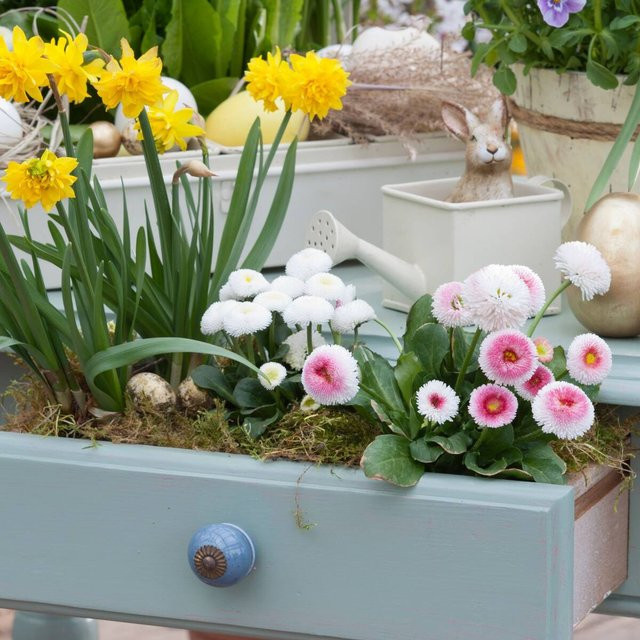 Mein schöner Garten Shop Frühlingsflora Balkonblumen Set mit Narzissen und Gänseblümchen, 6 Pflanzen in Gelb, Weiß, Pink und Mehrfarbig - Bild 1