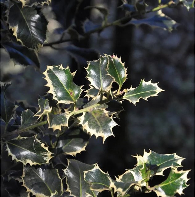 Alaska Stechpalme Ilex Silver Queen Ilex aquifolium Heckenpflanze in Silber und Grün, Höhe: 30-40 cm - Bild 1