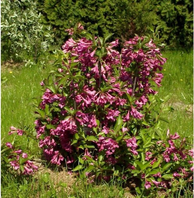 Weigela florida Big Love Hochstamm Liebliche Weigelie in Pink und Grün, Höhe: 80-100 cm - Bild 1