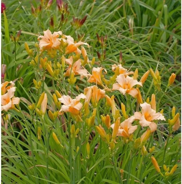Taglilie Little Bumble Bee Hemerocallis cultorum als winterharte Staude für Beet und Staudengärten - Bild 1
