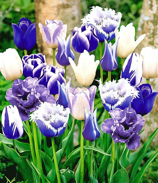 Tulpen-Mix Perfect Partners Blue Blend - Bild 1
