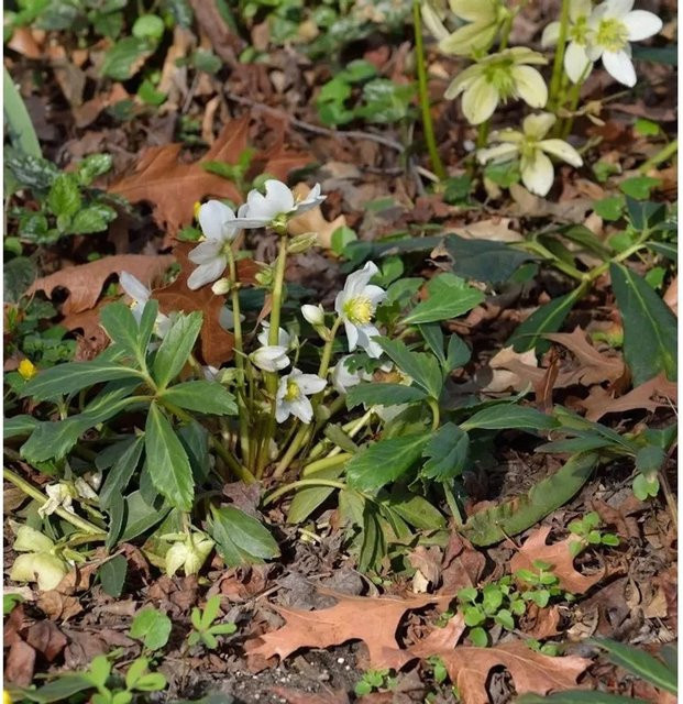 Christrose Helleborus niger von Josef Lemper, weiße Staude für Outdoor und als Schnittblume - Bild 1