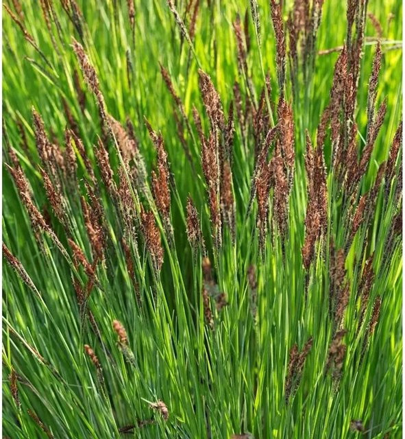 Carex elata Steife Segge - Grüne Staude für den Garten - Bild 1