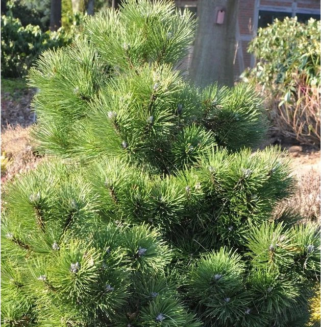 Gedrungene Zwerg Schwarzkiefer Pinus nigra in Grün, Höhe: 40-50 cm - Bild 1