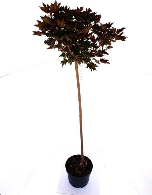 Pflanzen-Boering Rotblättriger Kugel-Ahorn Acer Crimson Sentry Stämmchen, Gesamthöhe: 180-190 cm, Stammhöhe: 120 cm - Bild 1