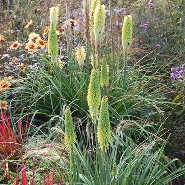 Kniphofia Little Maid Fackellilie gelb als mehrjährige Stauden-Beetpflanze von Nr-01.de - Bild 1