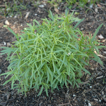 Estragon Artemisia dracunculus Stauden von Mein schöner Garten Shop