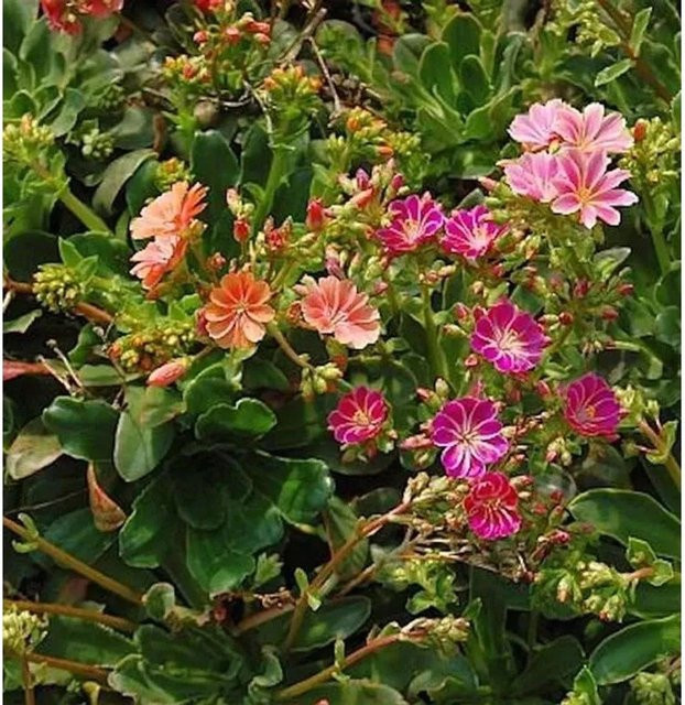 Lewisia cotyledon Bitterwurz Regenbogen mehrjährige Staude in Topf, mehrfarbig - Bild 1