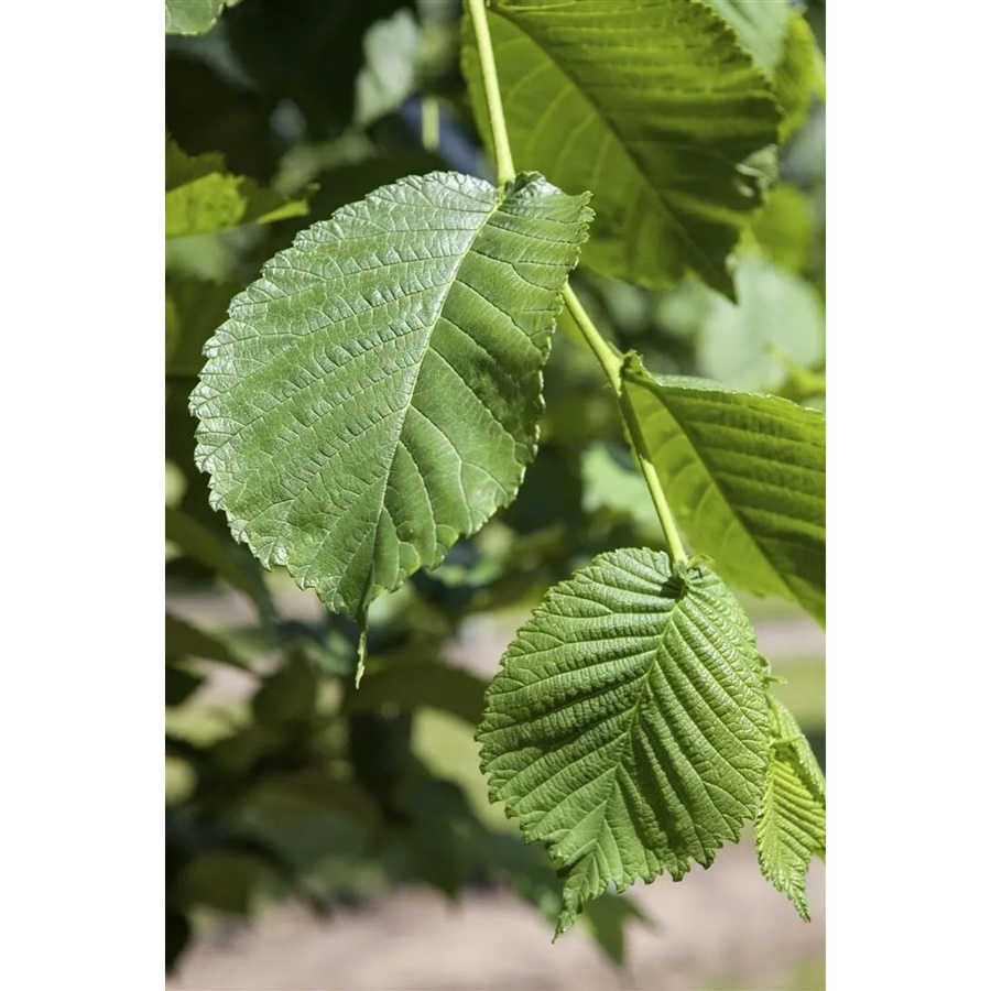 Morus Alba Weiße Maulbeere von Pflanzen für dich, Höhe: 80–100 cm - Bild 2