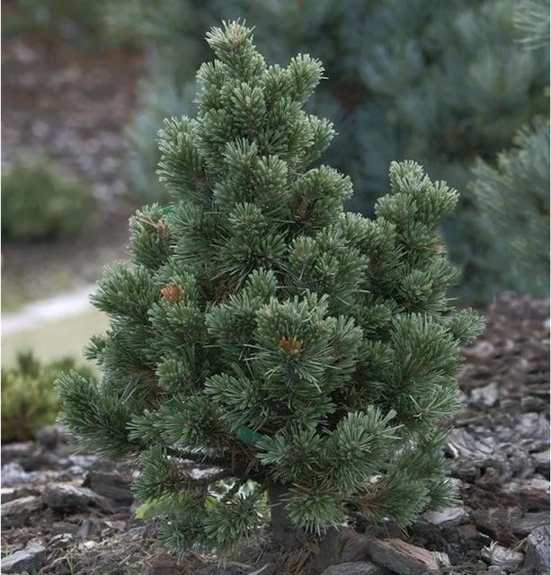 Pinus aristata Fuchsschwanz Kiefer Sherwood Compact als grüne Kübelpflanze, Höhe: 25-30 cm - Bild 1