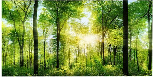 CosyHome 3D-Effekt Klebefolie Waldposter für Aquarium und Fischbecken, Design Herbst Natur, Farbe Gelb und Grün, Breite: 122 cm, Höhe: 50 cm - Bild 1