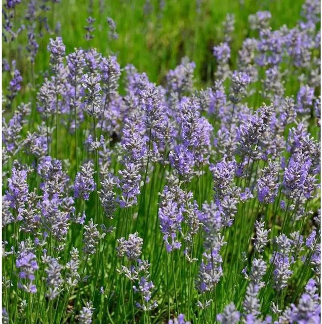 Lavandula intermedia Lavendel Phenomenal in violett im Topf von Nr-01.de - Bild 1
