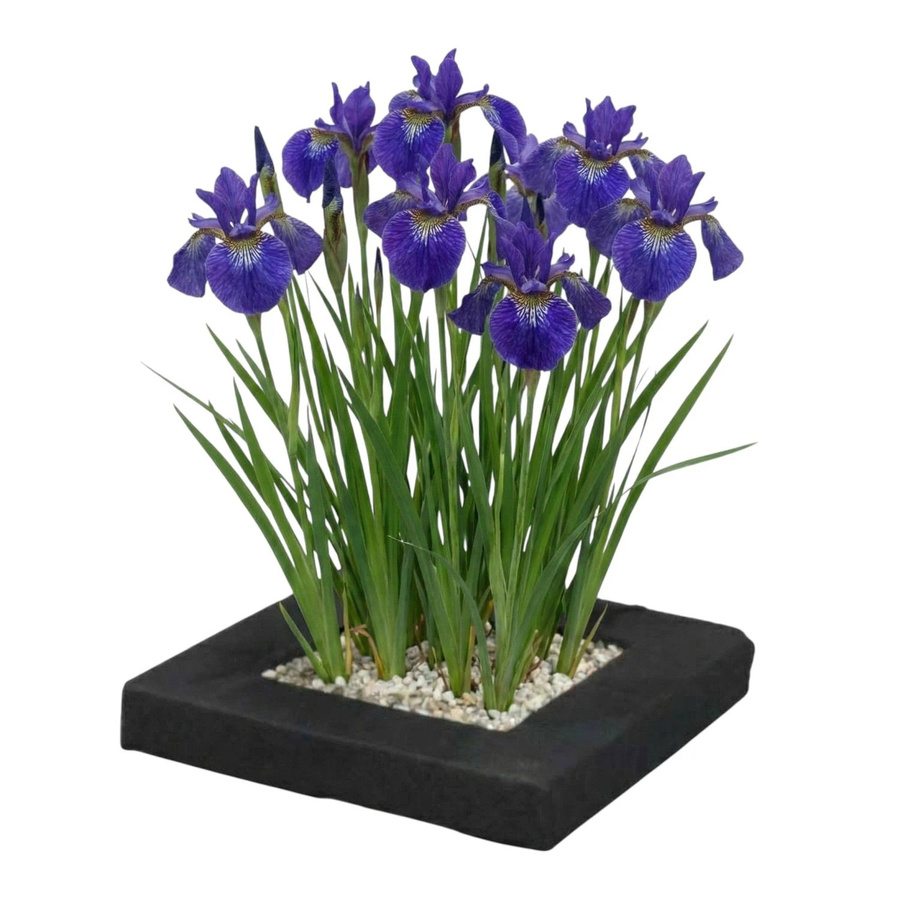 Vdvelde Pflanzeninsel mit 4 blauen Iris kaempferi Teichpflanzen und Zubehör - Bild 2