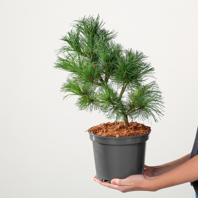 Mädchenkiefer Schoons Bonsai Pinus parviflora von BLUME2000 als Topfpflanze für Garten, Balkon und Terrasse - Bild 1