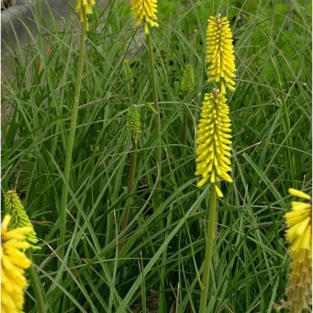 Kniphofia Hybrid Fackellilie Minister Veschur gelb als mehrjährige Beetpflanze - Bild 1