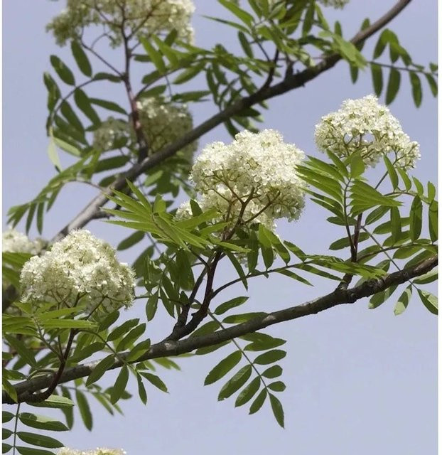 Eßbare Eberesche Sorbus aucuparia mit roten Beeren, Höhe: 80-100 cm - Bild 1