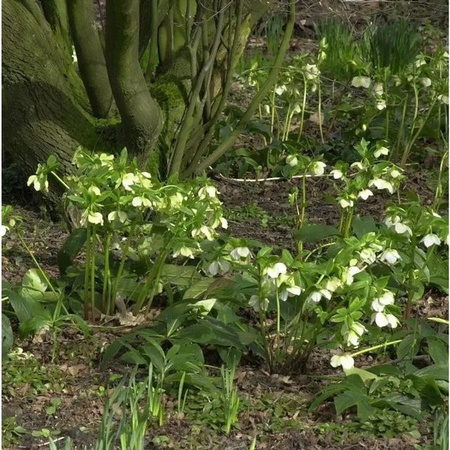 Christrose Lenzrose Helleborus orientalis in Weiß von Nr-01.de