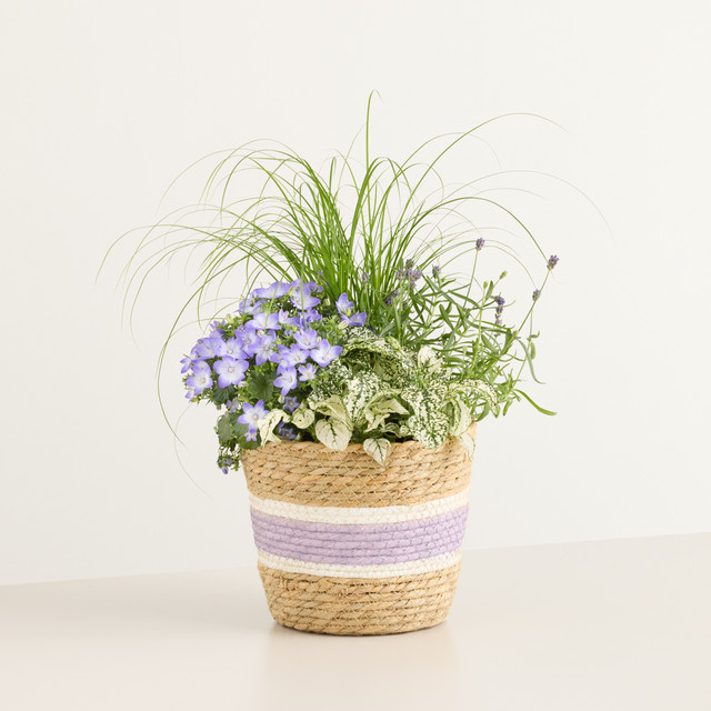 Sommerduft Zierpflanze im Korb von BLUME2000 - Bild 1