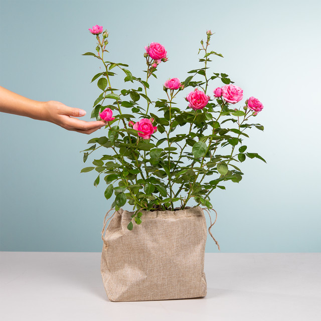 BLUME2000 Strauchrose Pomponella in Rosa mit Jutesack - Bild 1