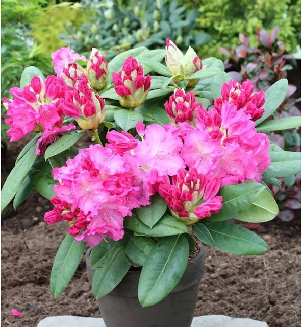 INKARHO Rhododendron Ariane IV Alpenrose, großblumiger Strauch in Pink, Höhe: 40-50 cm - Bild 1