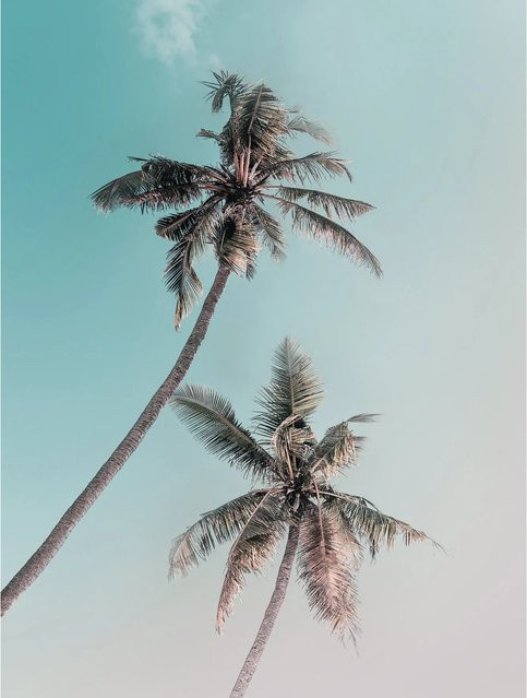 Komar Wandbild Miami Palms Multicolor B: 30 cm, H: 40 cm - Bild 1