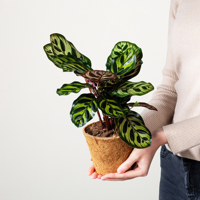 Calathea Makoyana Zimmerpflanze von BLUME2000 in Grün mit eiförmigen gestreiften Blättern - Bild 1