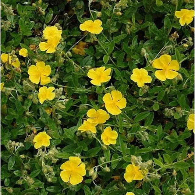 Helianthemum Sonnenröschen Sterntaler gelbe Staude als Bodendecker für Steingärten und Einfassungen - Bild 1