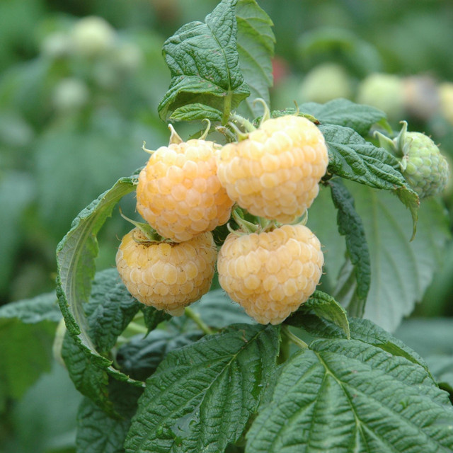 BIO Himbeere Golden Everest Rubus idaeus von BLUME2000 als Fruchtstrauch - Bild 1
