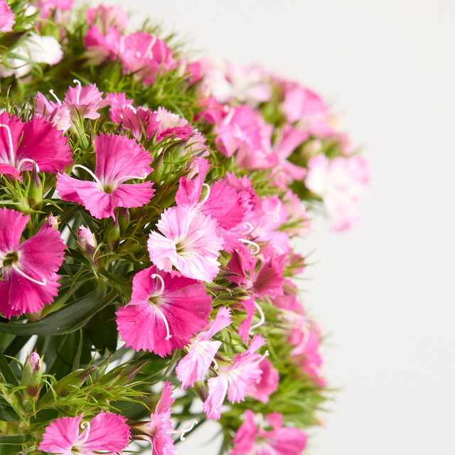Blume2000 Bartnelken Pink Bunch - Bild 1