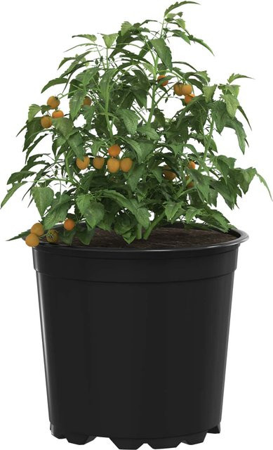 vidaXL Blumentopf 100er Set Schwarz Kunststoff Rund Durchmesser: 15 cm, Höhe: 13 cm - Bild 2